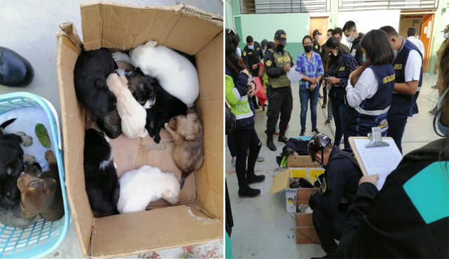 Cachorros serán evaluados por veterinario para su posterior adopción por parte de ciudadanos. Foto: Composición La República