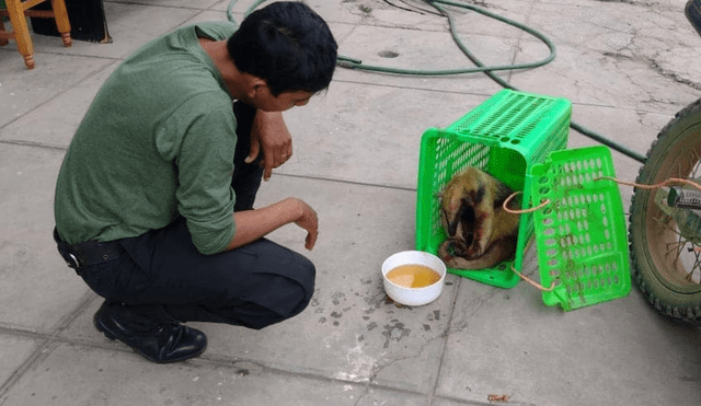 Animal silvestre fue alimentado y recibió atención médica. Foto: Municipalidad de Echarati