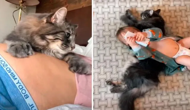 TikTok viral gato cuida al hijo de su dueña desde la barriga hasta su nacimiento y se vuelven