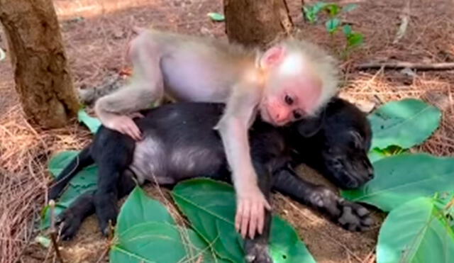 Los voluntarios de un refugio acogieron a un mono de poco tiempo de nacido y no dudaron en presentarle a un perrito para que dejara de lado sus miedos. Foto: captura de TikTok