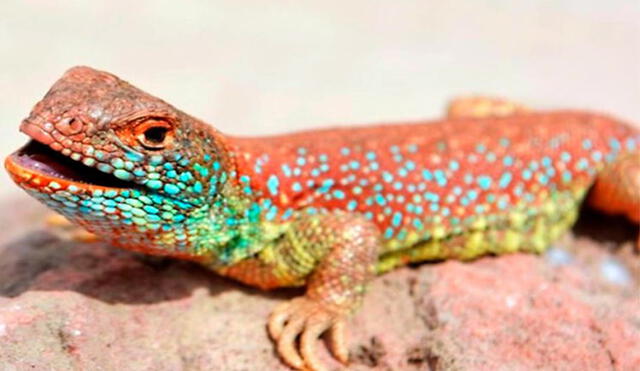 La nueva especie de lagarto fue hallada en el desierto de Tacna por un grupo de investigadores conformado por cinco países. Foto: Andina