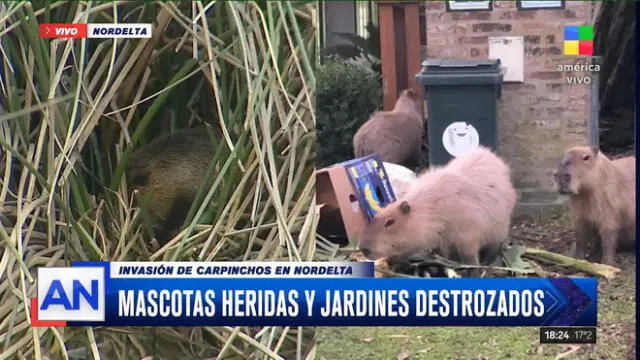 Según medios argentinos, los carpinchos ingresan a los jardines y patios de las viviendas y rompen plantas, incluso atacan a las mascotas. Foto: captura de AN
