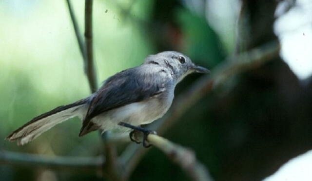 Su pico es delgado y negro, al igual que sus patas. Su plumaje es de color gris. Foto: difusión