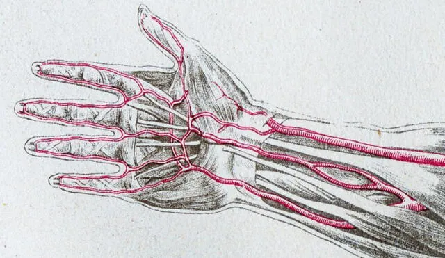 Tres arterias principales en el antebrazo, incluida la mediana, vista en el centro. Foto: Ilbusca / Vectores de visión digital