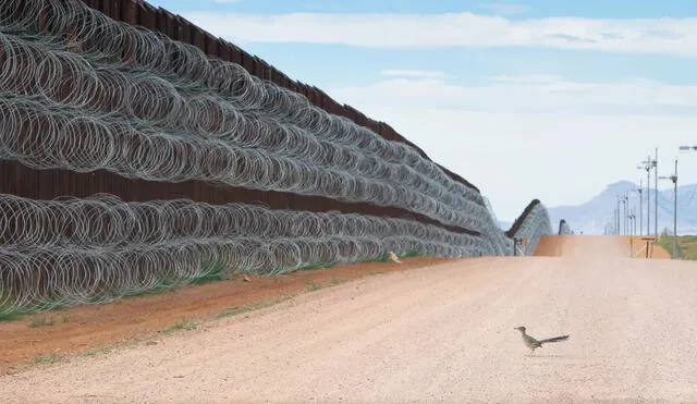 El correcaminos es la especie de ave más famosa del suroeste de Norteamérica. Camina y corre sobre el suelo, solo alza vuelo cuando es necesario. Foto: Alejandro Prieto