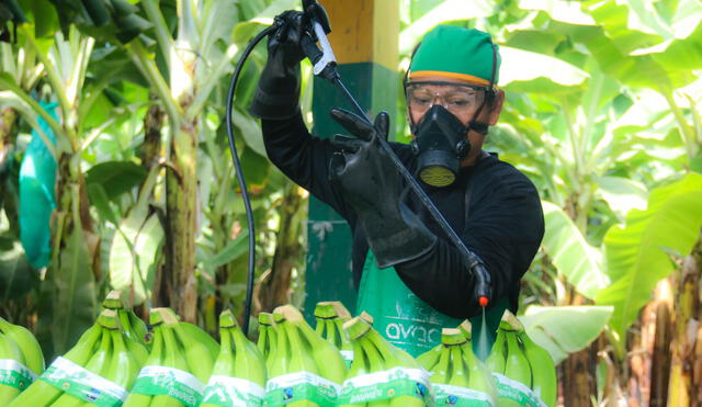 Banano orgánico con alta demanda para su comercialización. Foto: difusión