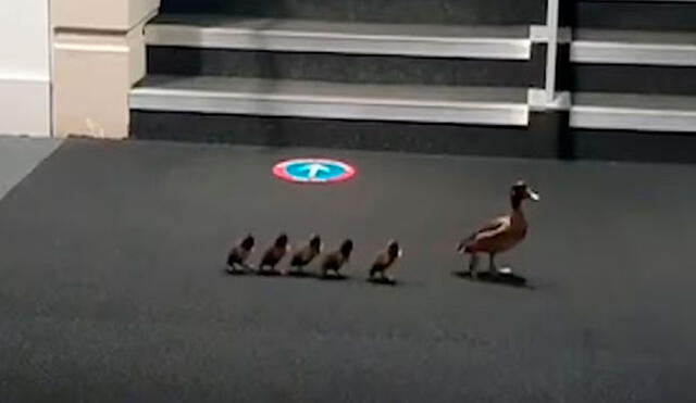 Una mamá pato y sus crías aprovecharon que las puertas de la universidad estaban abiertas para refugiarse en el interior, ya que querían protegerse del sol. Foto: captura de YouTube