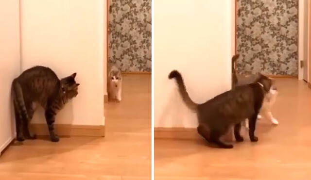 Un gatito se acomodó detrás de una pared para evitar ser visto por su ‘compañero’, debido a que quería asustarlo y ganar la competencia. Foto: captura de TikTok