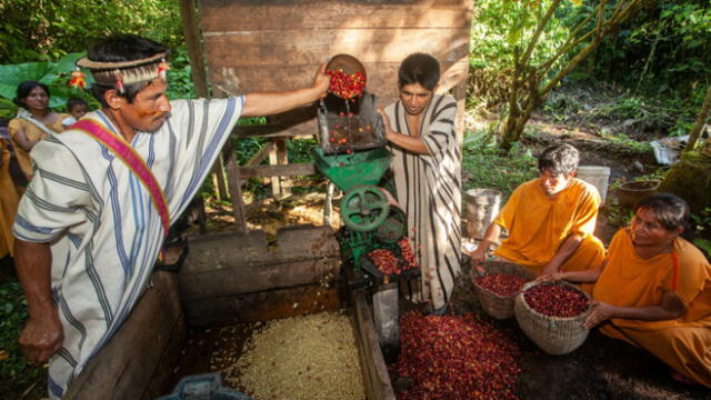 Comunidades Indígenas de Junín usan el  sistema agroforestal sin pesticidas o fertilizantes químicos. Foto: Serfor.