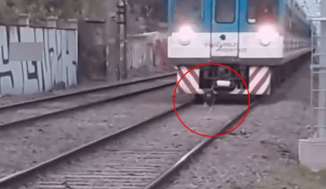 El conductor del tren bajó la velocidad de la máquina para evitar atropellar al perrito. Foto: captura de TikTok