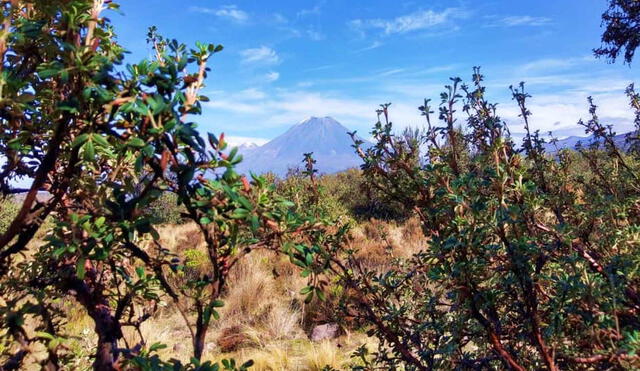 Bosque de queñua en Arequipa. Se plantea reforestar 173 hectáreas. Foto: ARMA