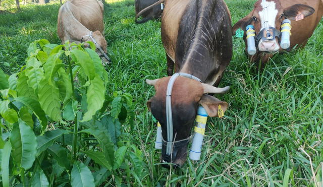 Medición de metano emitido por el ganado como parte del estudio de la UNALM.