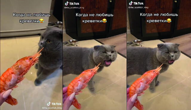 Un gato muestra su rechazo por el camarón. Foto captura de TikTok