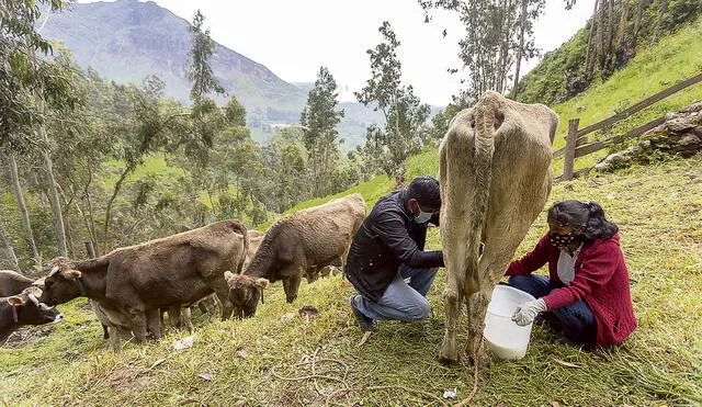 Impacto. La ganadería lechera se ha visto impactada en cerca del 20% de aumento en sus costos de producción, debido al alza de precios de maíz y soya. Foto: Andina