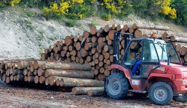 Global Plywood, que se disolvió en 2017, reconoció que no revisó las guías forestales ni los permisos de importación, ni tampoco verificó si había irregularidades, señaló la fiscalía. Foto: AFP