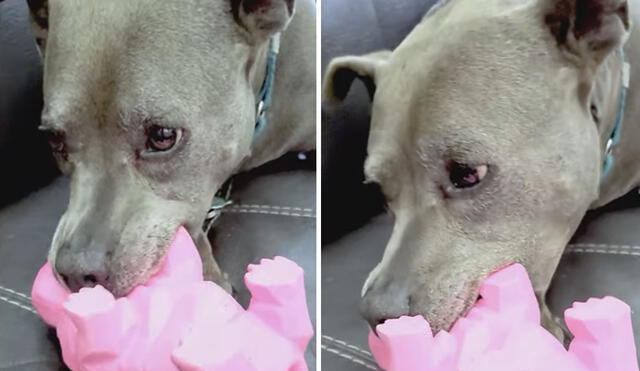 La historia de este perrito logró conmover a miles de usuarios en las redes sociales. Foto: captura de YouTube