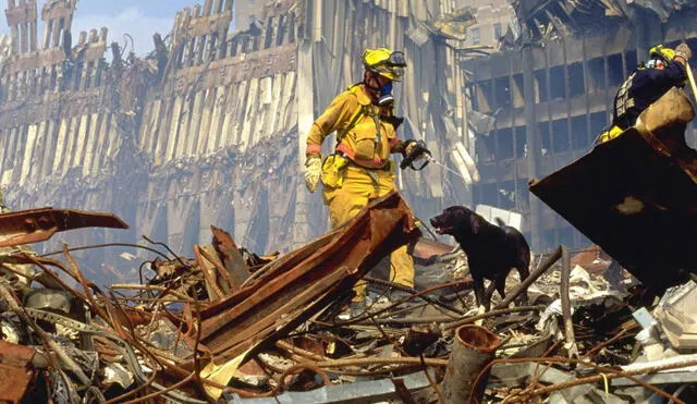 Roselle, un perro guía, ayudó a su dueño con discapacidad visual a evacuar por las escaleras de la Torre 1 luego del impacto del avión. Su dueño sobrevivió. Foto: Hero Dogs of 9/11