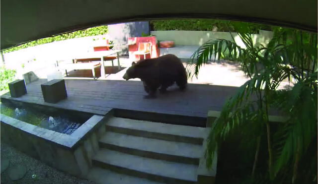 El oso no soportó el calor y tomó un baño dentro del estanque del hogar. Foto: captura de YouTube