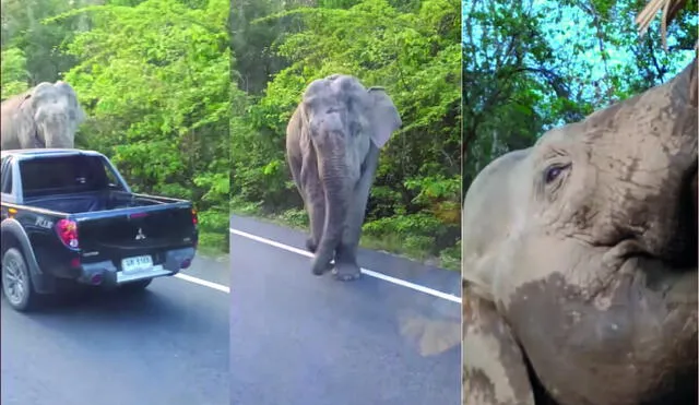 Las personas grabaron de cerca al elefante mientras comía. Foto: captura de YouTube