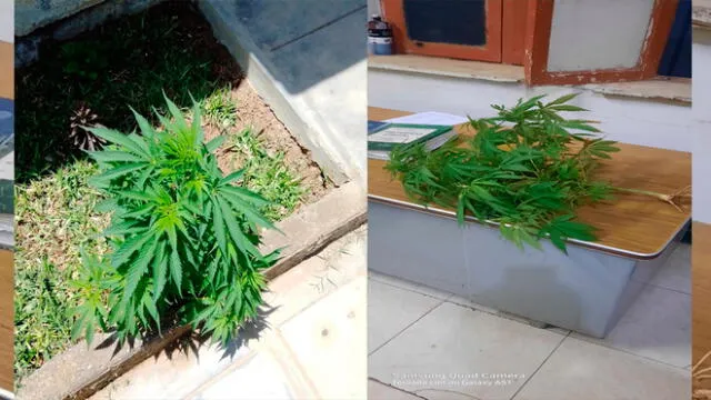 Plantón de marihuana fue arrancada y llevada a la comisaría sectorial de Talara. Foto: difusión