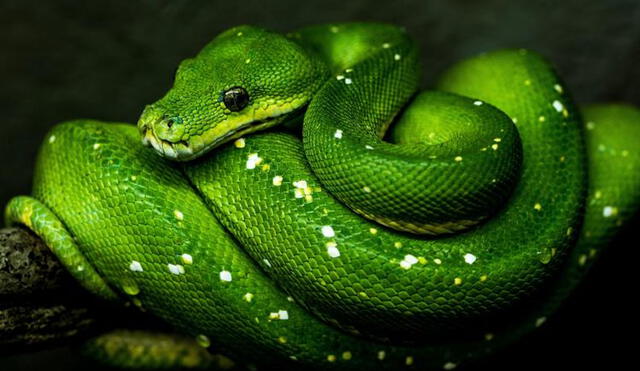 Los autores del estudio afirman que el evento de extinción masiva permitió que las serpientes se extendieran por todo el planeta. Foto: difusión