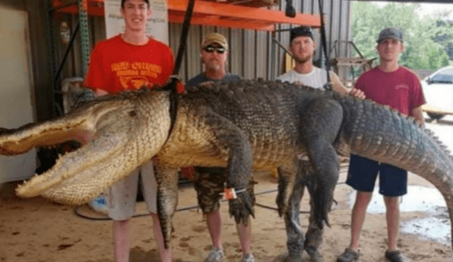 Shane Smith, Jordan Hackl, y Todd y Landon Hollingsworth sostienen al cocodrilo de cuatro metros de largo. Foto: Facebook Red Antler