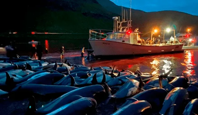 “Grind” o “Grindadrap” es el nombre de la tradición de Islas Feroe que permite la caza de delfines. Foto: Sea Shepherd