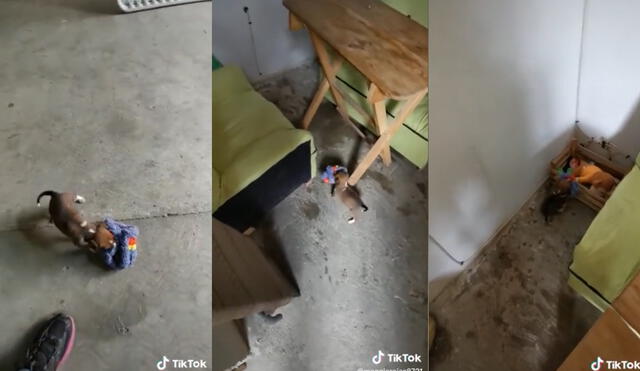 Perrito lleva su ropita hacia su cuarto y escena se vuelve viral en las redes sociales. Foto: captura de TikTok