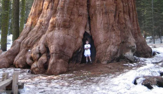 El árbol General Sherman es el más grande del mundo por volumen. Según el Servicio de Parques Nacionales, tiene 52.508 pies cúbicos. Foto: Wikipedia