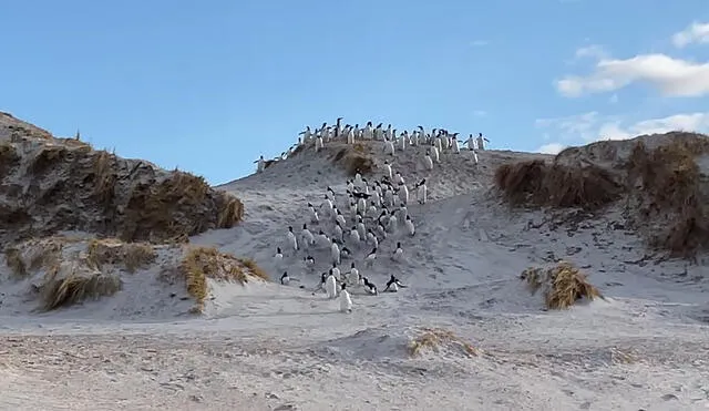 Este suceso fue filmado en una playa de Yorke Bay, Islas Malvinas. Foto: captura de YouTube