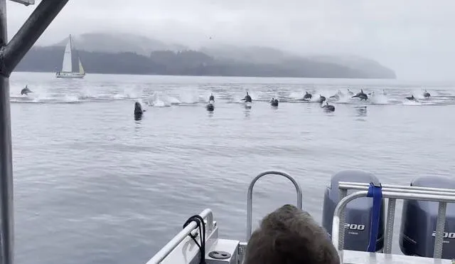 Se vivió un mágico momento al ver delfines de cara blanca del Pacífico. Foto: captura de YouTube