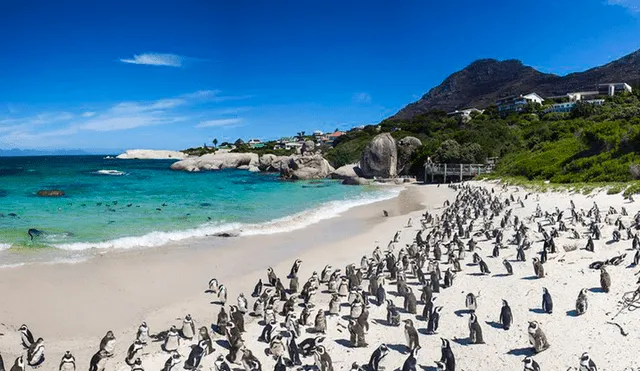 Los pingüinos podrían extinguirse en las costas sudafricanas en 2035. Foto: Infobae