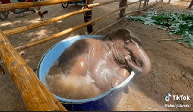 El elefante cautivó los corazones de miles al jugar como un niño dentro de una tina. Foto: captura de TikTok