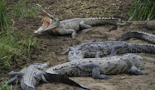 La presencia de cocodrilos fuera de su hábitat natural en Jamaica aumentó durante los últimos meses. Foto: EFE