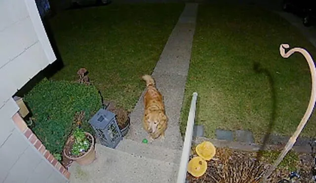 Una cámara de seguridad registró el preciso momento en que el can esperó a su ‘compañera’, ya que quería que jueguen juntos en horas de la noche. Foto: captura de YouTube