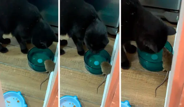 Un joven descubrió que su querida mascota formó una amistad con un roedor que se metió a su casa a escondidas para ‘robarle’ comida durante varios días. Foto: captura de Facebook