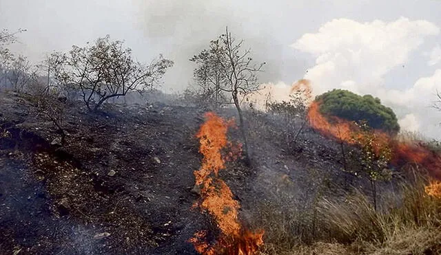 El calentamiento global y la negligencia humana causan incendios forestales. Foto: La República