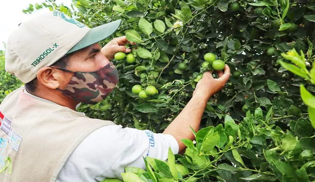 Productores temen presencia de plaga que afectaría producción del limón. Foto: La República.