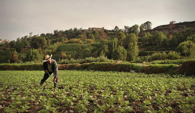 Cerro Verde capacitó a 1400 agricultores. Foto: difusión