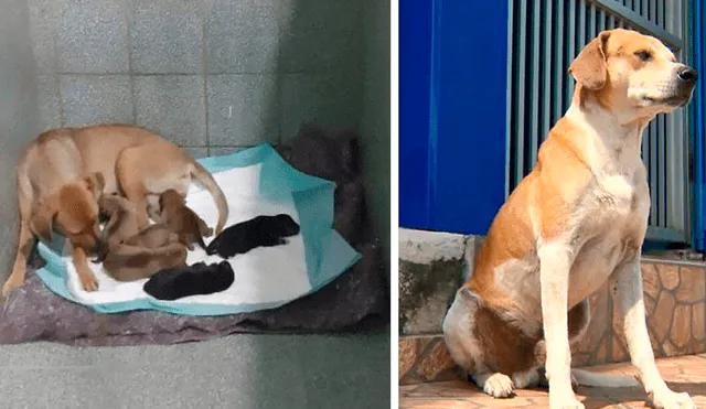 El personal de la clínica espera que los perritos pronto encuentren hogares amorosos donde puedan ser muy felices. Foto: captura de Facebook/Veterinaria Campo Grande