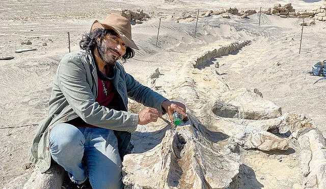 Paleontólogo. Rodolfo Salas con la osamenta fosilizada de una ballena. Foto: Lucero Reyes / La República