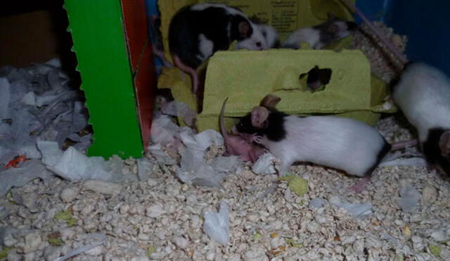 Facebook viral: familia salva la vida de un ratón recién nacido tras encontrarlo en el interior de su casa