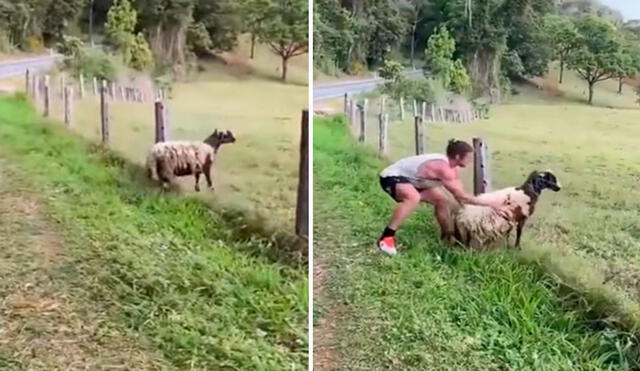 Un hombre detuvo su viaje al notar que una oveja corría peligro, ya que su cuello terminó enganchado en una cerca de alambre de púas. Foto: captura de YouTube