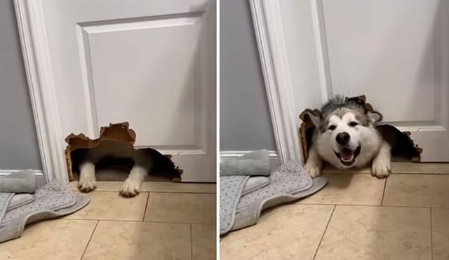 Un inquieto perro aprovechó la ausencia de su dueña para hacer de las suyas; sin embargo, no imaginó que sería descubierto tras romper la puerta. Foto: captura de Facebook