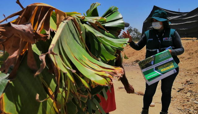 Plantaciones de banano se marchitan por hongo. Foto: Senasa.