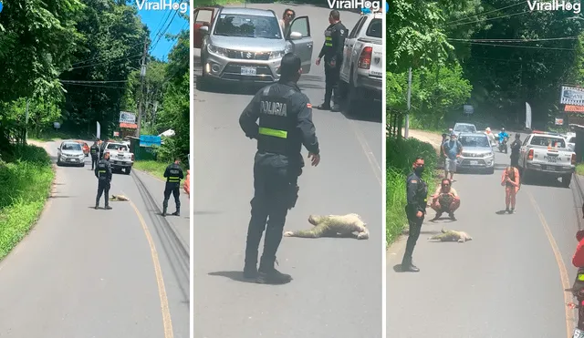 Al parecer, el perezoso sabía que podía tomarse su tiempo para cruzar la carretera, pues estaba resguardado por la Policía. Foto: captura de Facebook/Viralhog