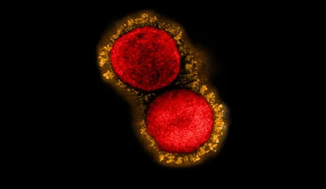 La variante Delta Plus del coronavirus es vigilada por científicos de distintos países. Foto referencial: NIAID