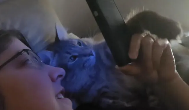 Algunos usuarios apodaron al felino como el 'Gato de la selfi'. Foto: captura de YouTube