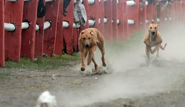 El proyecto proponía que se modificara el texto de la Ley 20.380 sobre protección de animales en Chile. Foto: Agencia UNO