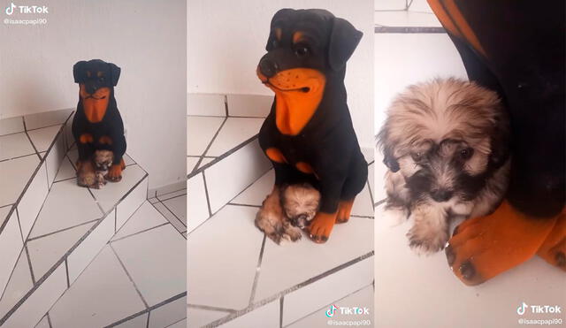 El can logró cautivar el corazón de miles de cibernautas con su adorable comportamiento. Foto: captura de TikTok